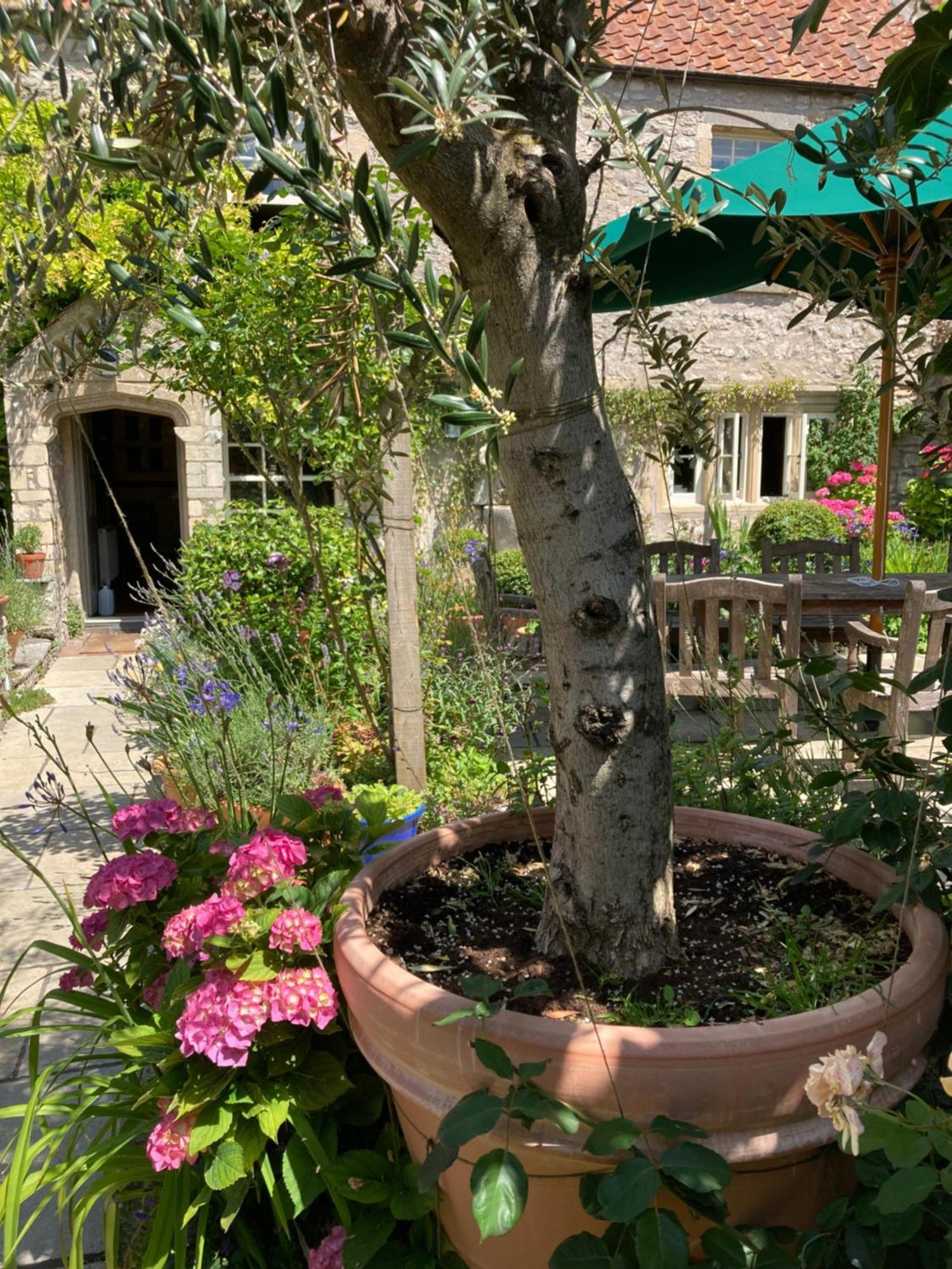 Maplestone Acomodação com café da manhã Shepton Mallet Exterior foto